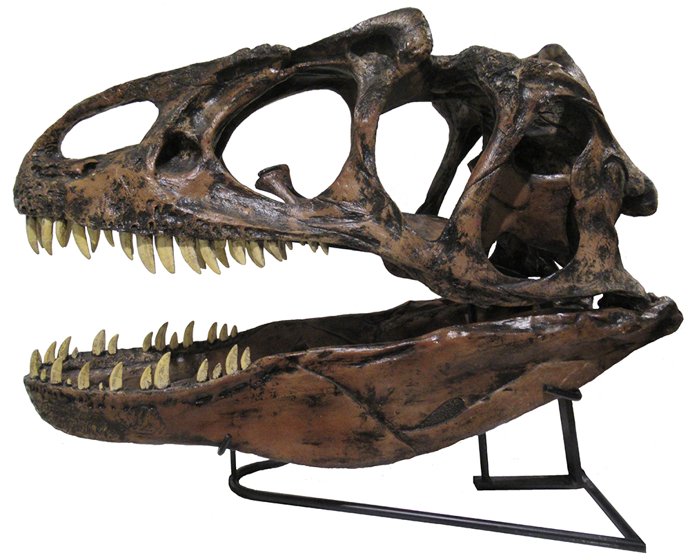 image of an Allosaurus skull