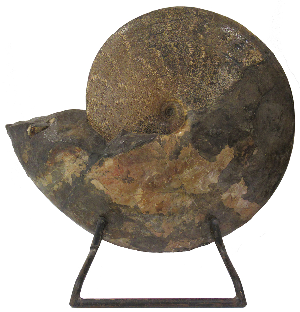 image of an Ammonite