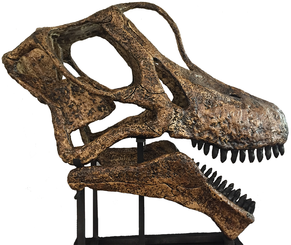 image of Brachiosaurus skull