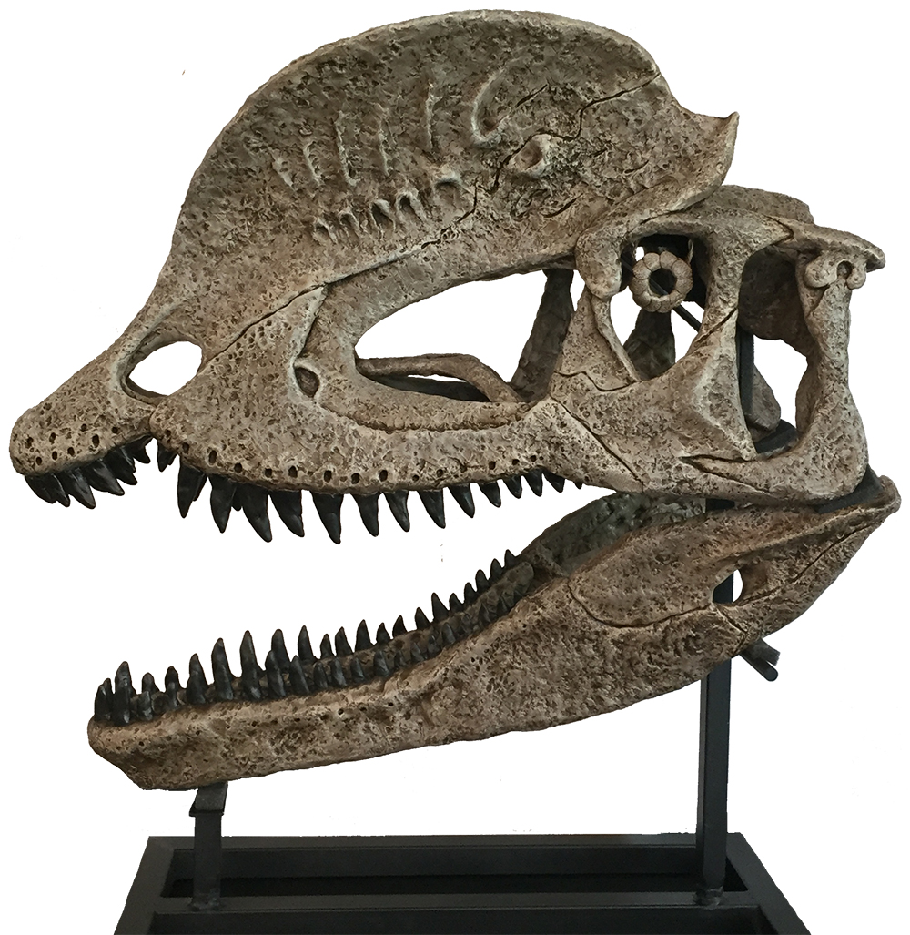 image of Dilaphosaurus skull