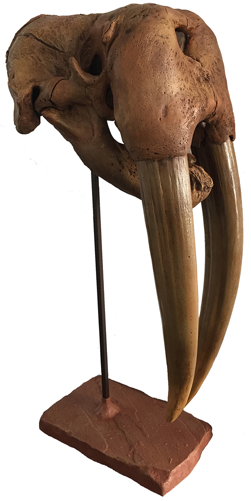 image of Ice Age Walrus skull