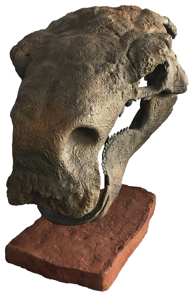 image of Peloroplites skull