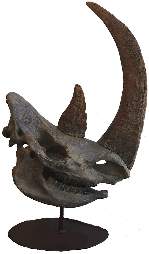 image of Woolly Rhinoceros skull