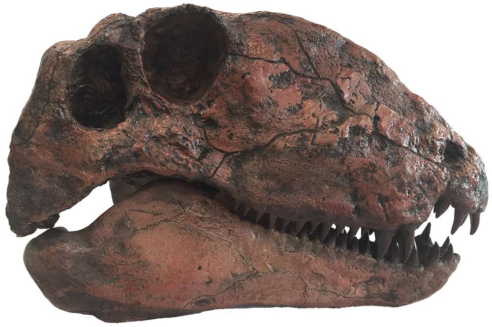 image of Dimetrodon skull