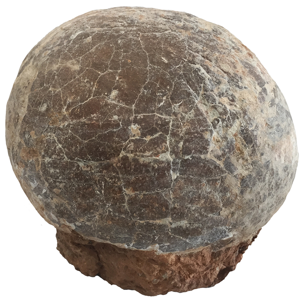 image of dinosaur egg