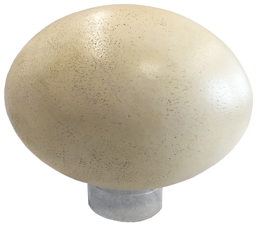 image of elephant bird egg