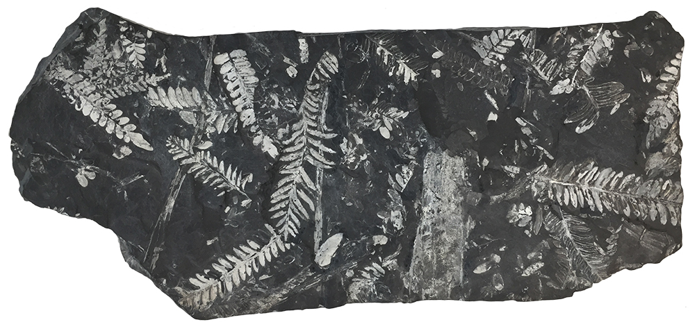 image of fossil ferns