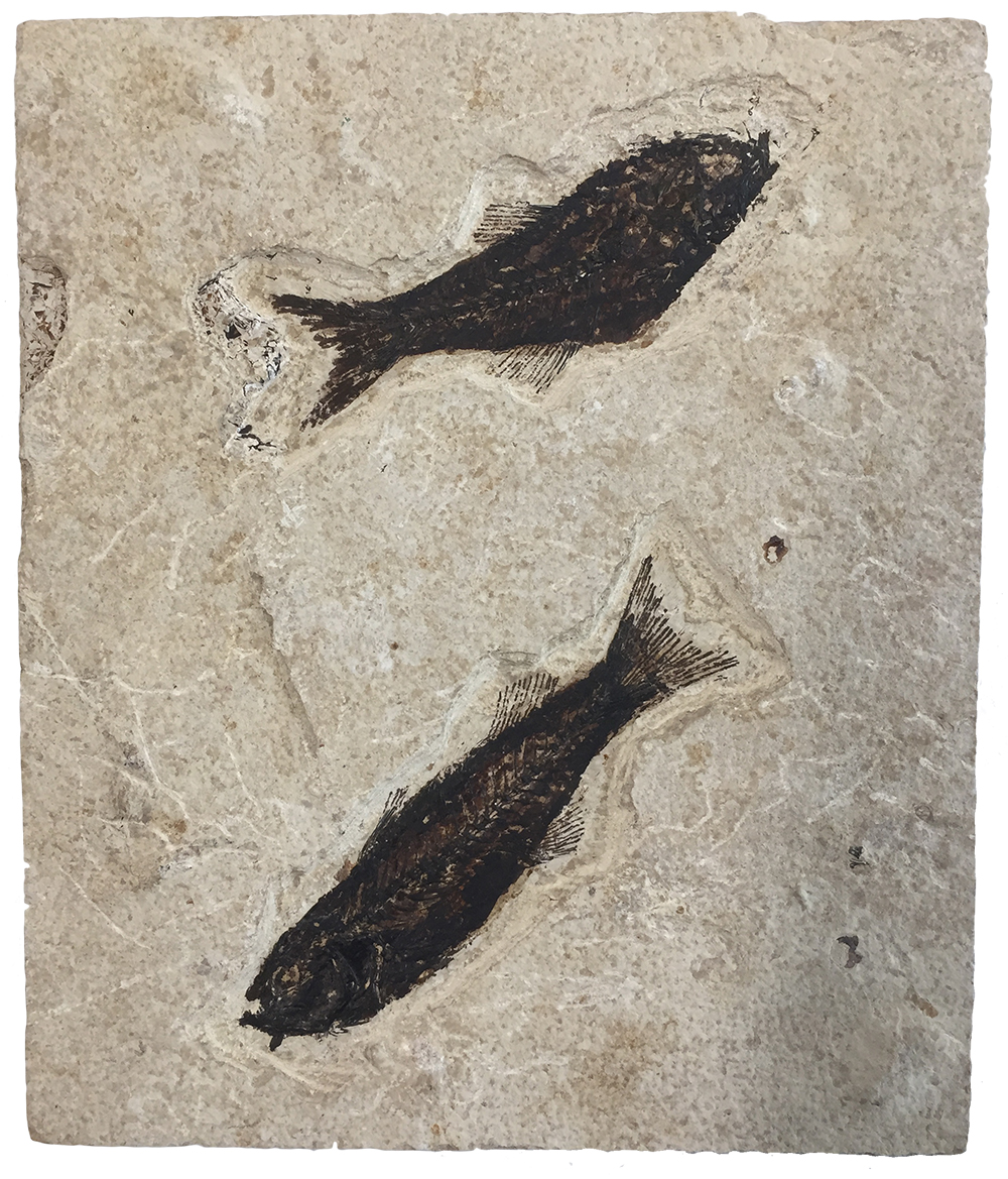 image of fossil fish