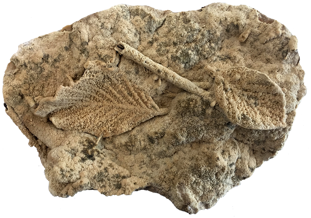 image of fossil leaves