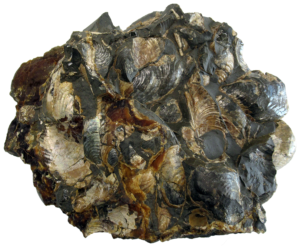 image of Inoceramus fossils