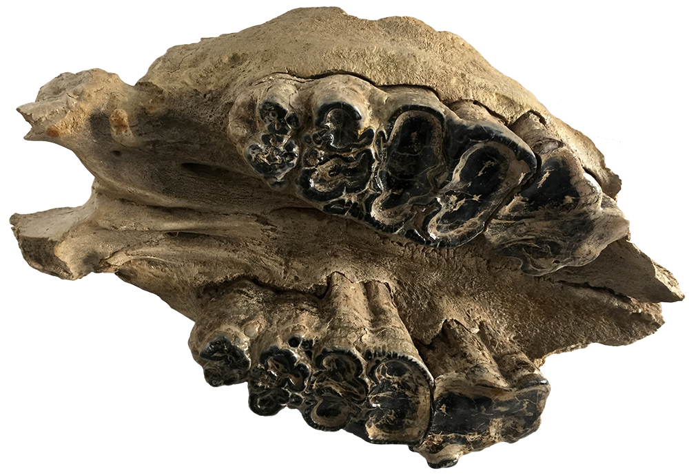 image of gomphothere teeth