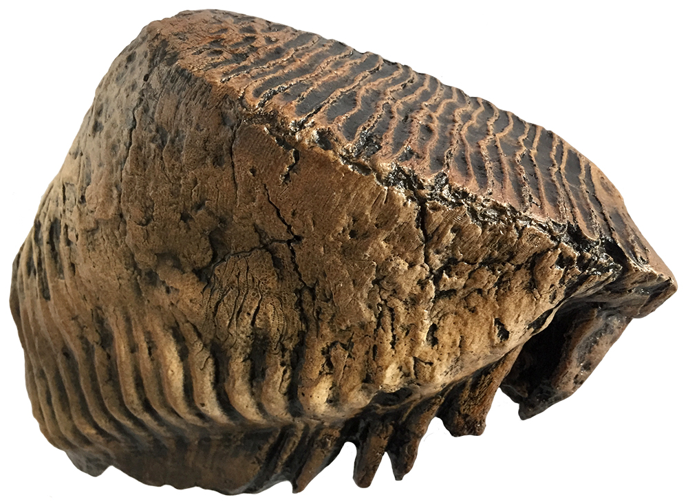 image of mammoth tooth