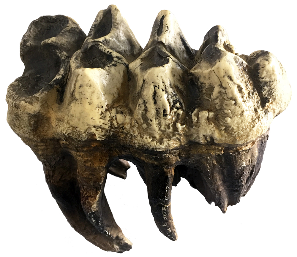 image of mastodon tooth