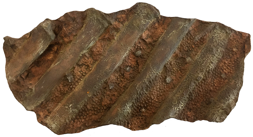 image of dinosaur ribs and skin cast