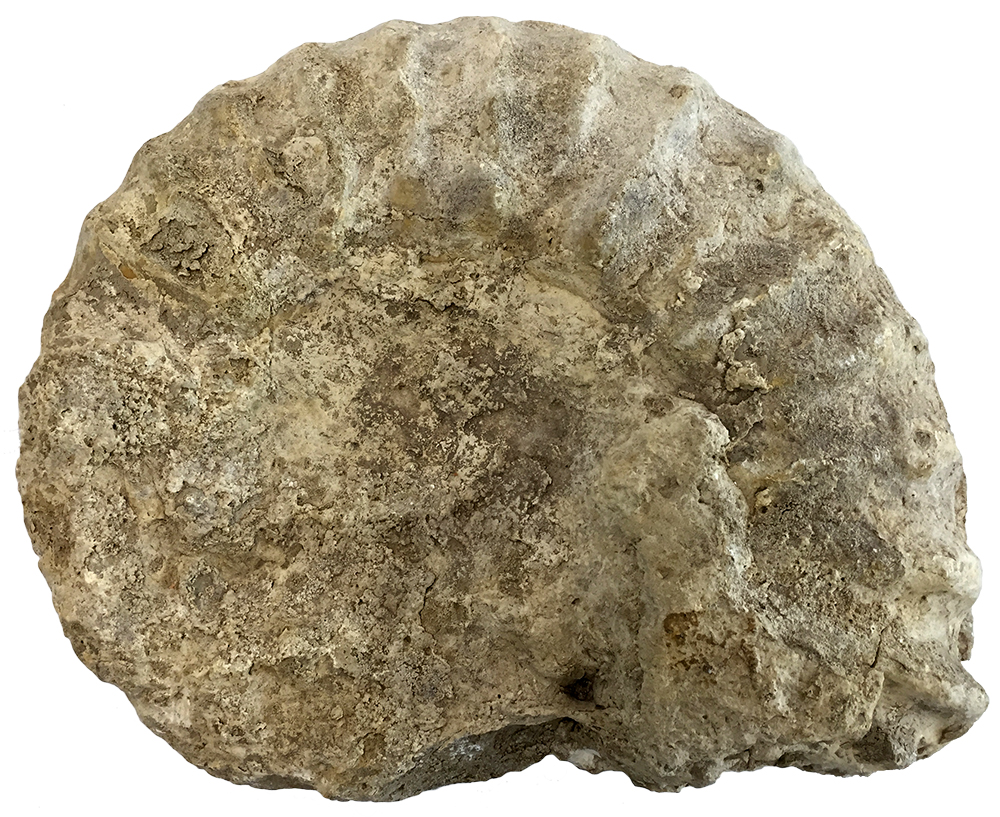 image of ammonite