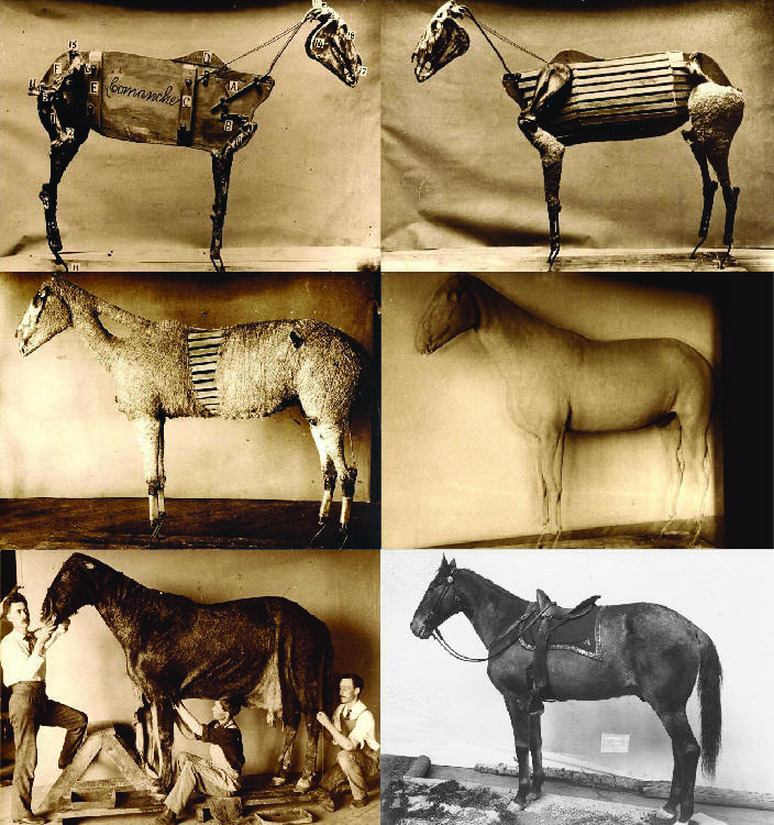 Six images showing the process of creating the taxidermy mount of the horse named Comanche